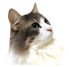 rei&rin photo ver. sticker #15099255