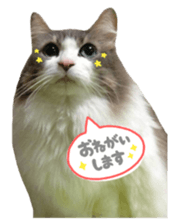 rei&rin photo ver. sticker #15099258