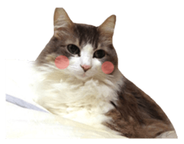 rei&rin photo ver. sticker #15099260