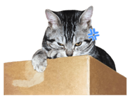 rei&rin photo ver. sticker #15099266