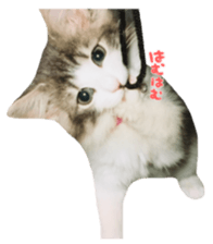 rei&rin photo ver. sticker #15099270