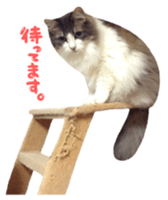 rei&rin photo ver. sticker #15099275