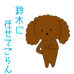 poodle suzuki's everyday