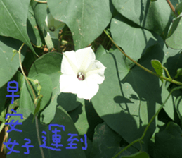 An Cheng sticker #15104052