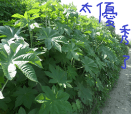 An Cheng sticker #15104054