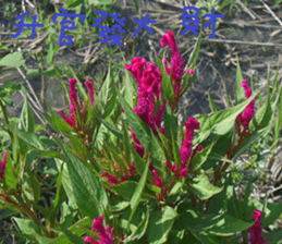 An Cheng sticker #15104056