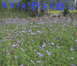 An Cheng sticker #15104058