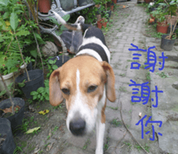 An Cheng sticker #15104059