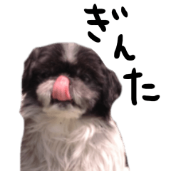 Lovely dog GINTA's sticker