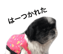 Lovely dog GINTA's sticker sticker #15104587