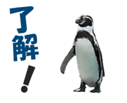 Moving penguin sticker #15104980