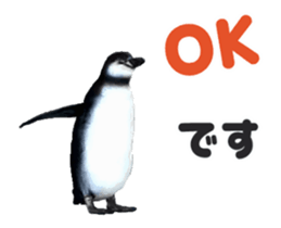 Moving penguin sticker #15104981