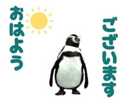 Moving penguin sticker #15104984