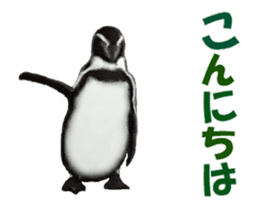 Moving penguin sticker #15104986