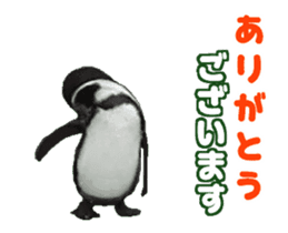 Moving penguin sticker #15104989