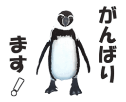 Moving penguin sticker #15104992