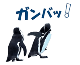 Moving penguin sticker #15104993