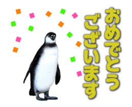 Moving penguin sticker #15104994