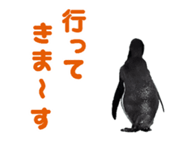Moving penguin sticker #15105000