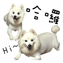 Japanese Spitz - Dota&Niuniu's life