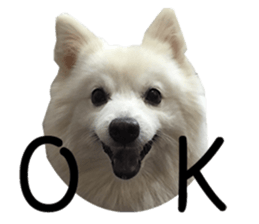Japanese Spitz - Dota&Niuniu's life sticker #15110453