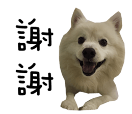 Japanese Spitz - Dota&Niuniu's life sticker #15110454