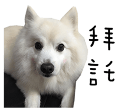 Japanese Spitz - Dota&Niuniu's life sticker #15110455