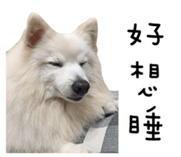 Japanese Spitz - Dota&Niuniu's life sticker #15110456