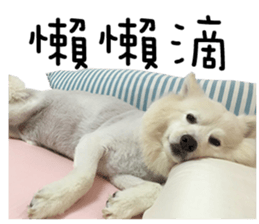 Japanese Spitz - Dota&Niuniu's life sticker #15110457