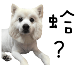 Japanese Spitz - Dota&Niuniu's life sticker #15110458