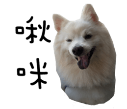 Japanese Spitz - Dota&Niuniu's life sticker #15110459