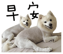 Japanese Spitz - Dota&Niuniu's life sticker #15110461