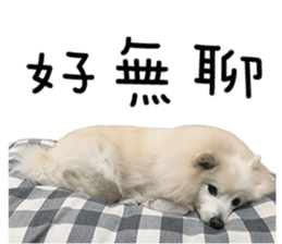 Japanese Spitz - Dota&Niuniu's life sticker #15110462