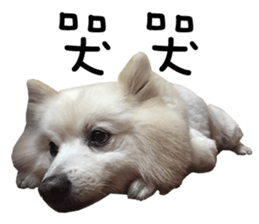Japanese Spitz - Dota&Niuniu's life sticker #15110463