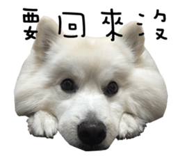 Japanese Spitz - Dota&Niuniu's life sticker #15110464