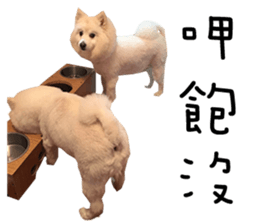 Japanese Spitz - Dota&Niuniu's life sticker #15110465