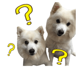 Japanese Spitz - Dota&Niuniu's life sticker #15110468