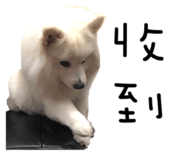 Japanese Spitz - Dota&Niuniu's life sticker #15110469