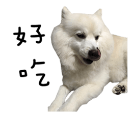 Japanese Spitz - Dota&Niuniu's life sticker #15110470