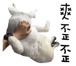 Japanese Spitz - Dota&Niuniu's life sticker #15110472