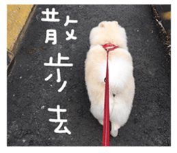 Japanese Spitz - Dota&Niuniu's life sticker #15110473
