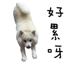 Japanese Spitz - Dota&Niuniu's life sticker #15110474