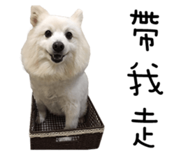 Japanese Spitz - Dota&Niuniu's life sticker #15110475