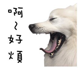 Japanese Spitz - Dota&Niuniu's life sticker #15110476