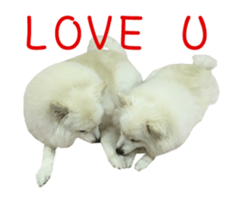 Japanese Spitz - Dota&Niuniu's life sticker #15110478