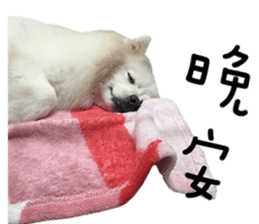 Japanese Spitz - Dota&Niuniu's life sticker #15110479