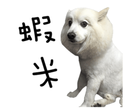 Japanese Spitz - Dota&Niuniu's life sticker #15110481