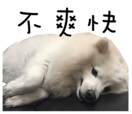 Japanese Spitz - Dota&Niuniu's life sticker #15110482