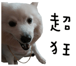 Japanese Spitz - Dota&Niuniu's life sticker #15110483