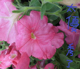 Lotus homes sticker #15112175